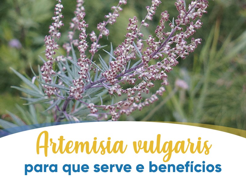 Artemisia vulgaris: para que serve e benefcios